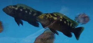 Melanochromis baliodigma 'Chiofu Bay'